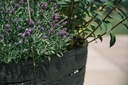 Circle Planter