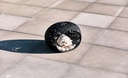 Pet Nest